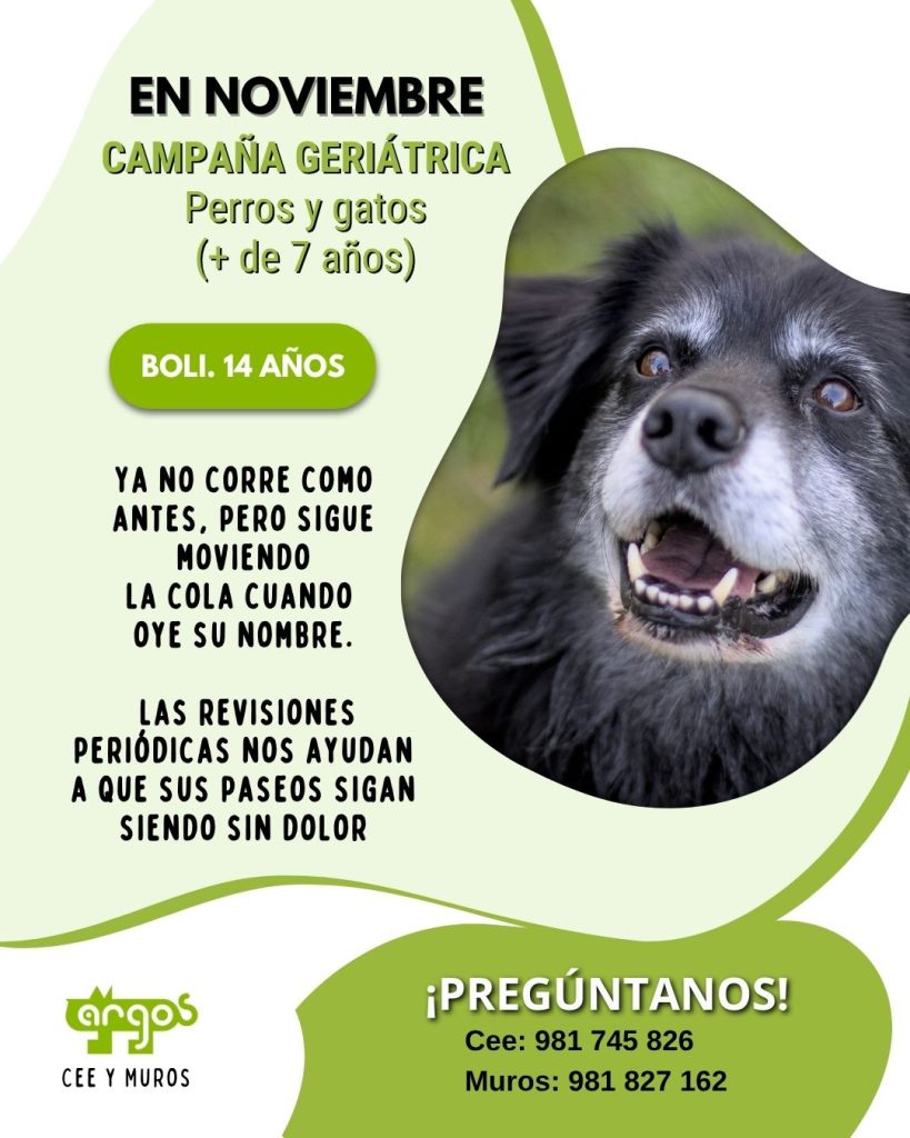 Revisión geriátrica para perros y gatos mayores